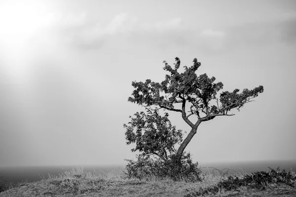 Singolo albero sopra un precipizio — Foto Stock