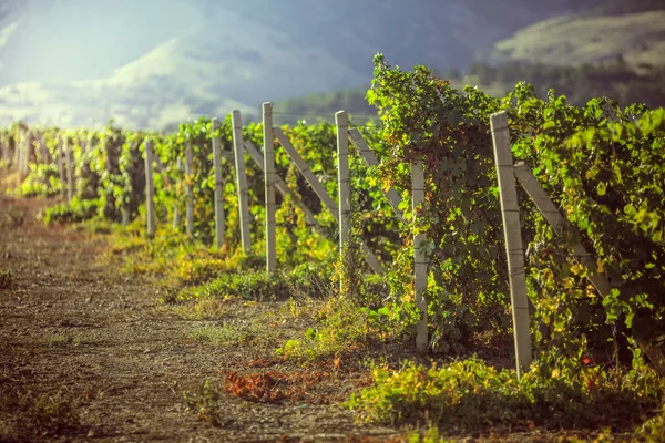 Vineyards in Crimea. — Stock Photo, Image