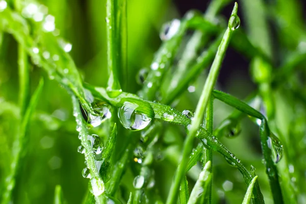 Groen gras — Stockfoto