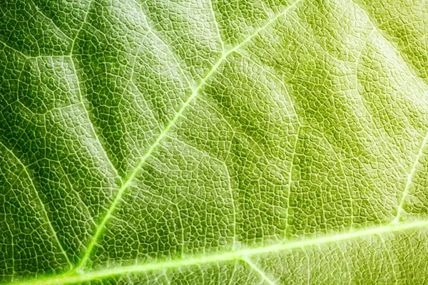 Green leaf — Stock Photo, Image