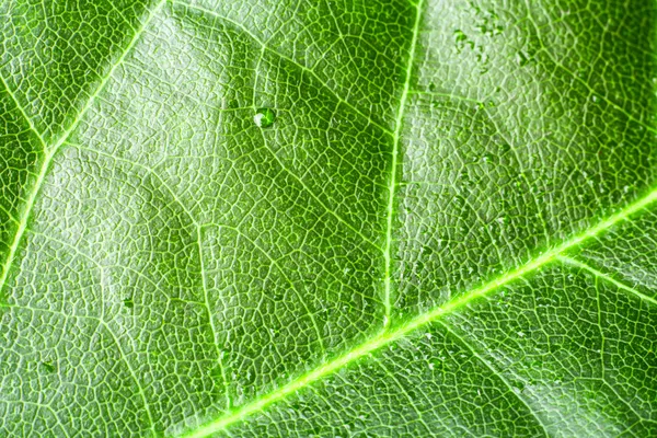 Green leaf — Stock Photo, Image