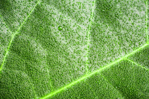 Green leaf — Stock Photo, Image