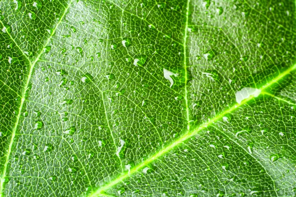 Green leaf — Stock Photo, Image