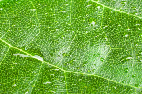 Grønt blad – stockfoto