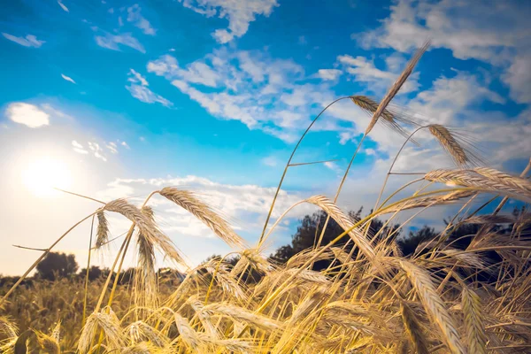 Ripe wheat spikes — Stock Photo, Image