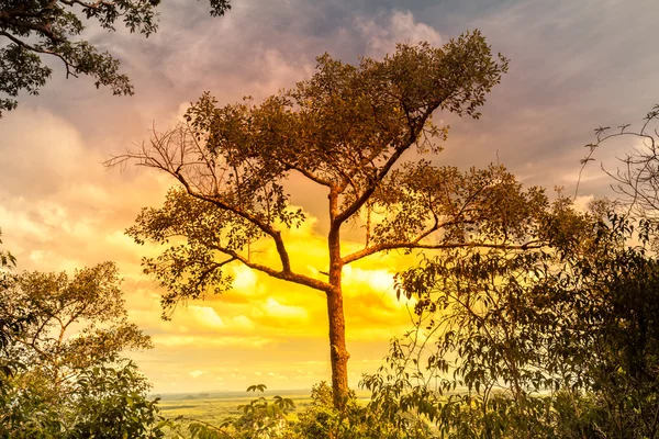 Árbol solitario —  Fotos de Stock