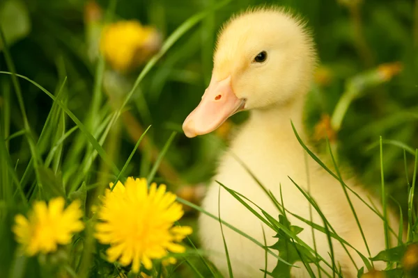 Pequeño patito — Foto de Stock