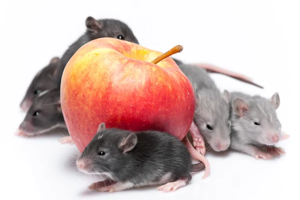 Милые крысы — стоковое фото