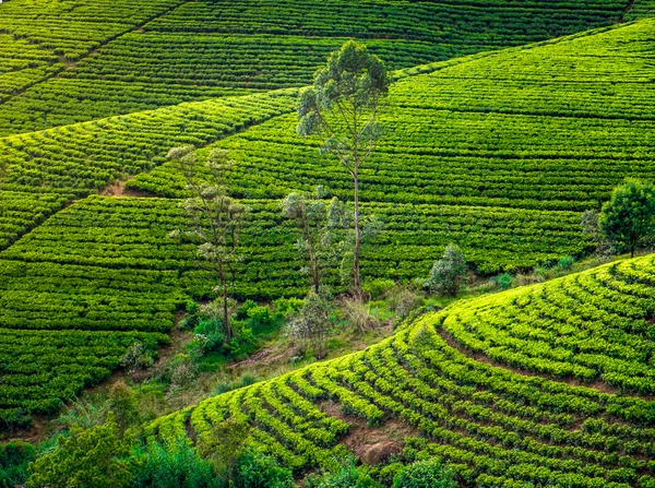 Piantagione di tè — Foto Stock