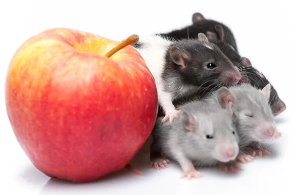 Cute baby rats — Stock Photo, Image