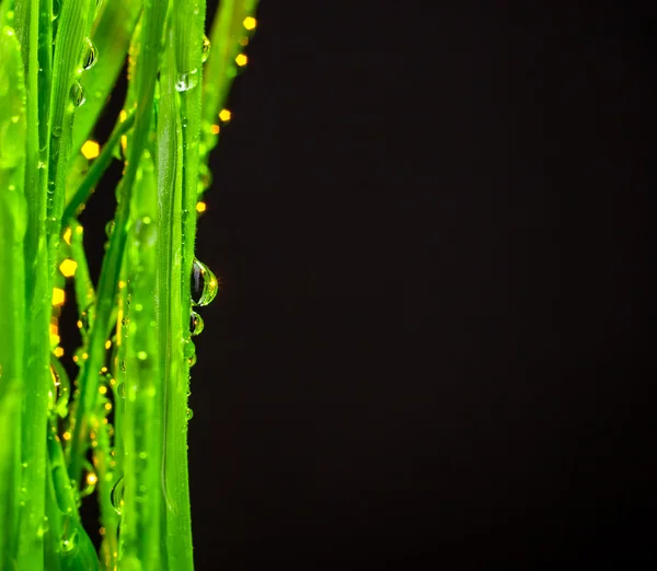 Green grass — Stock Photo, Image