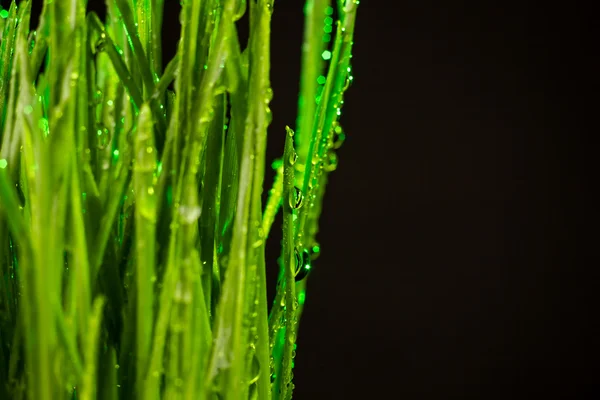 Grama verde — Fotografia de Stock