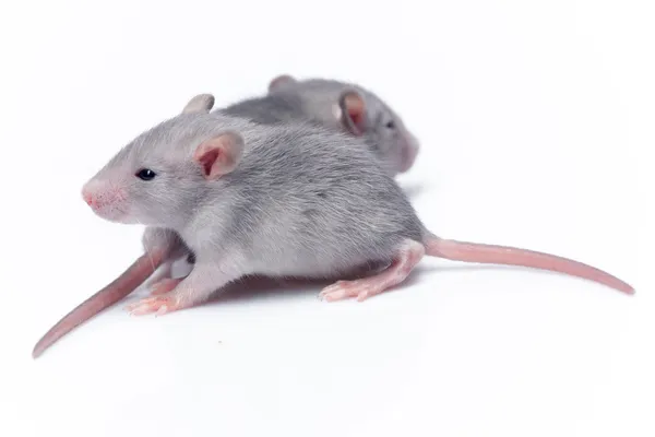 Ratos bebés bonitos — Fotografia de Stock