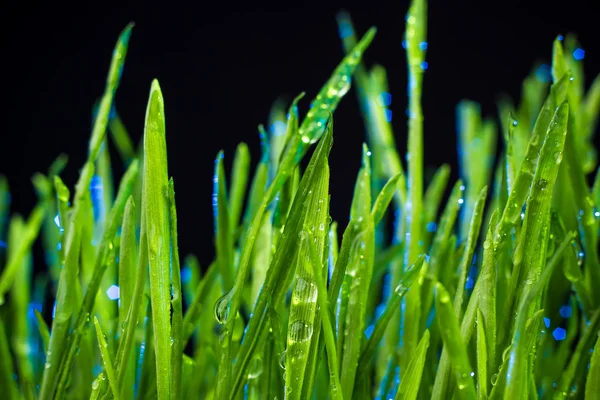 Groen gras — Stockfoto