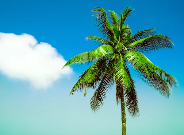 Palm tree — Stock Photo, Image