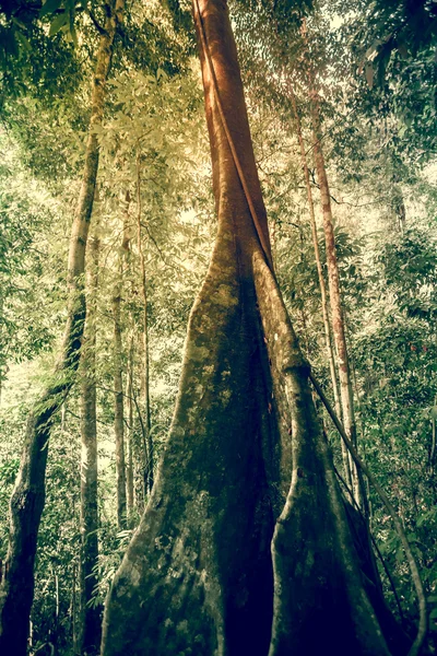 Zöld erdőben háttér — Stock Fotó