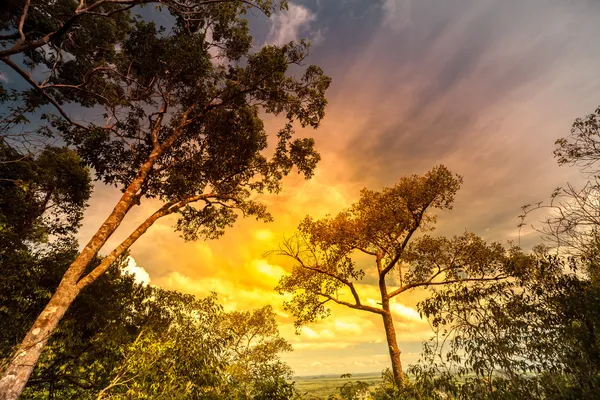 Albero solitario — Foto Stock