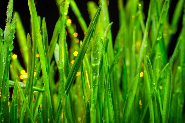 Grünes Gras — Stockfoto