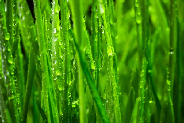 Green grass — Stock Photo, Image