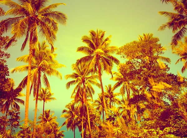 Mooie tropische achtergrond — Stockfoto