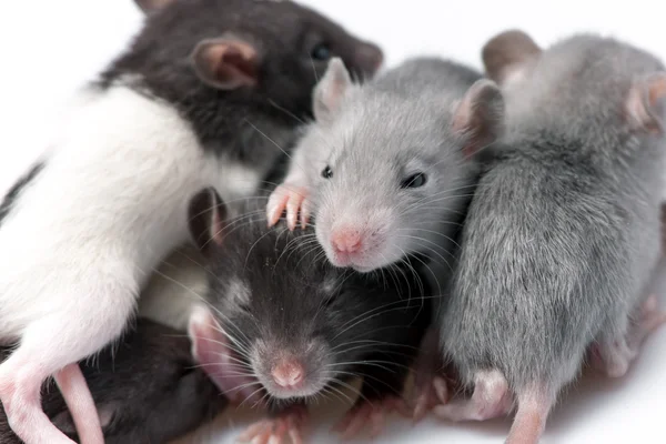 Cute baby rats — Stock Photo, Image