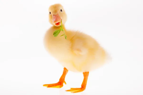 Küçük ördek yavrusu — Stok fotoğraf