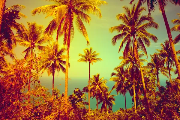 Mooie tropische achtergrond — Stockfoto