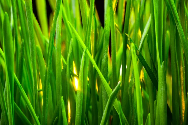 Grama verde — Fotografia de Stock