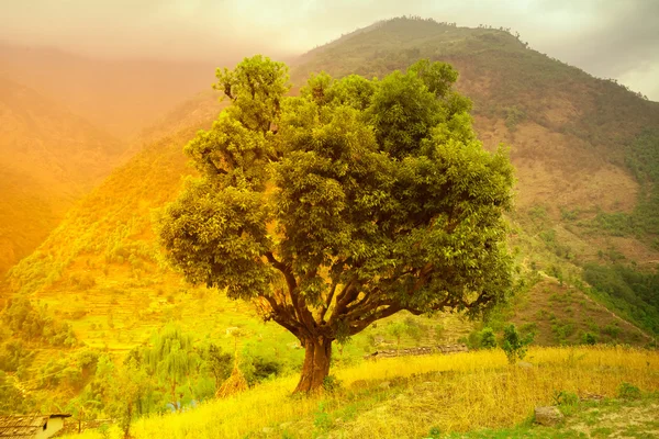 Renkli manzara ağaç — Stok fotoğraf