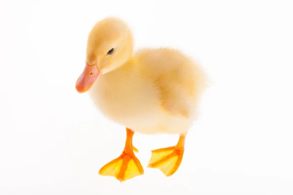 Pequeño patito amarillo —  Fotos de Stock