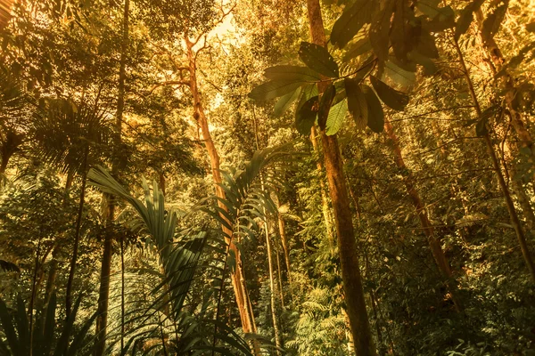 Fondo del bosque verde —  Fotos de Stock
