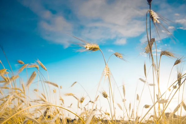 Ripe wheat spikes — Stock Photo, Image