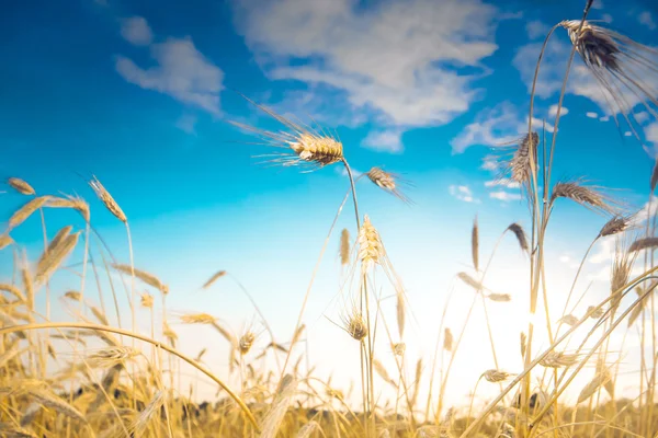 Ripe wheat spikes — Stock Photo, Image