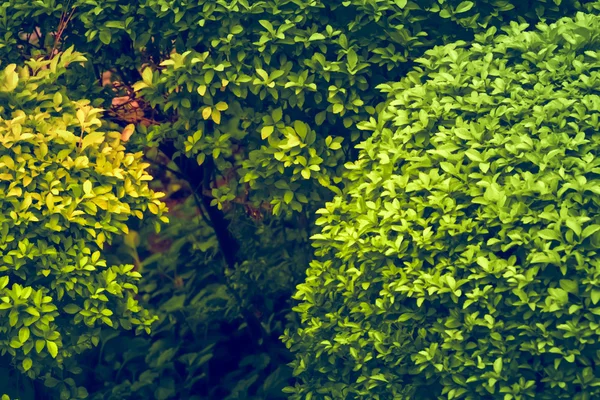 हिरव्या पानांची पार्श्वभूमी — स्टॉक फोटो, इमेज