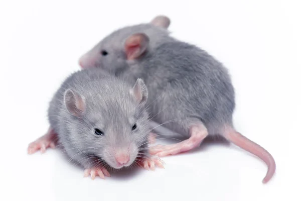 Niedliche Babyratten — Stockfoto