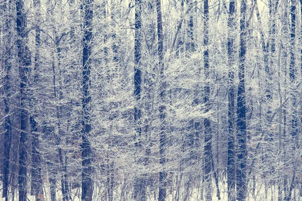 Winter trees background — Stock Photo, Image