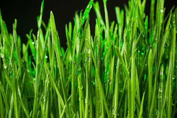 Groen gras — Stockfoto