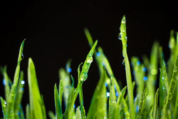 Hierba verde — Foto de Stock