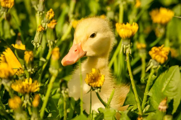 Kleine eendje — Stockfoto