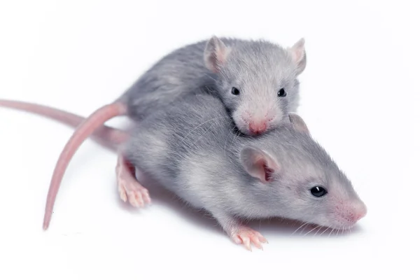 Niedliche Babyratten — Stockfoto