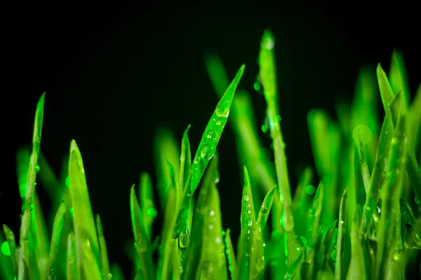 Grünes Gras — Stockfoto