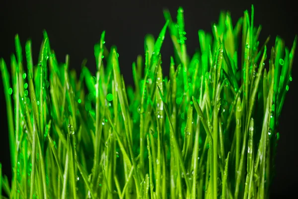 Groen gras — Stockfoto