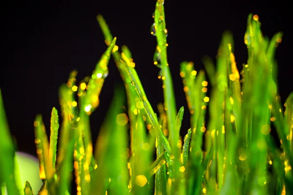 Grama verde — Fotografia de Stock