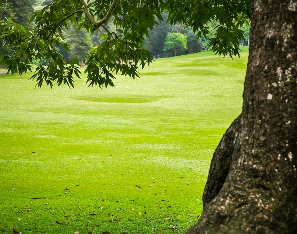 Groene stadspark met bomen. — Stockfoto