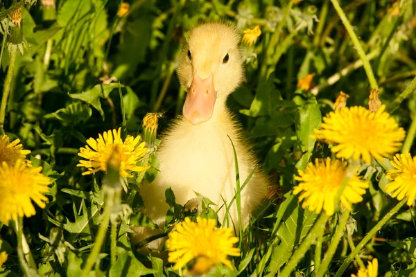Małe kaczątko — Zdjęcie stockowe