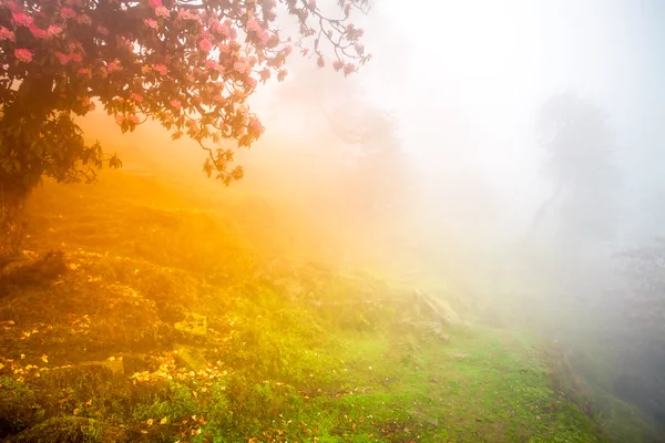 Fondo forestal. — Foto de Stock