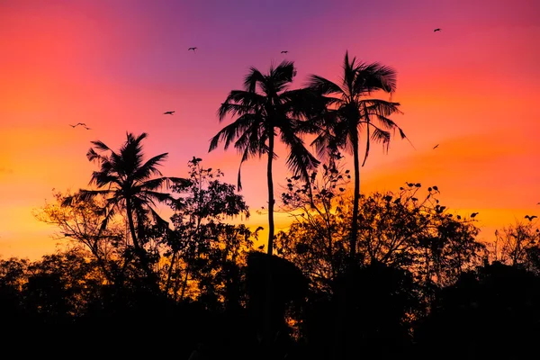 Puesta de sol con aves — Foto de Stock