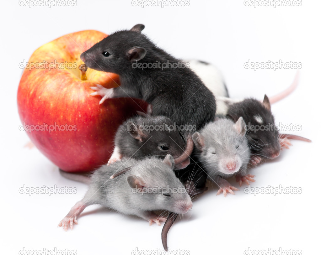 Cute Baby Rats Stock Photo Goinyk 44324299