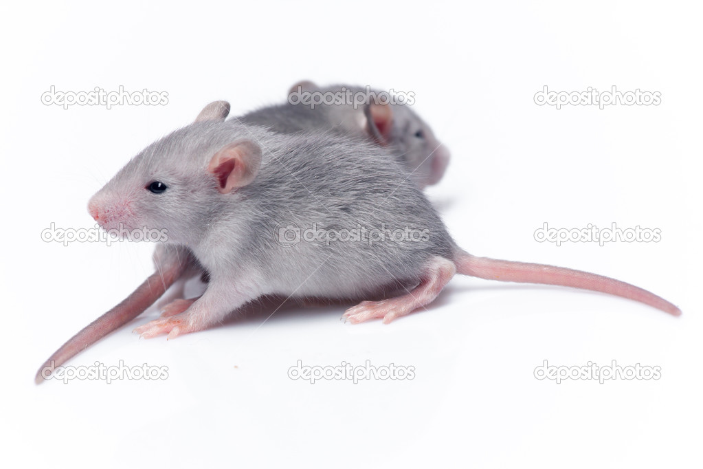 Cute Baby Rats Stock Photo Goinyk 44324861
