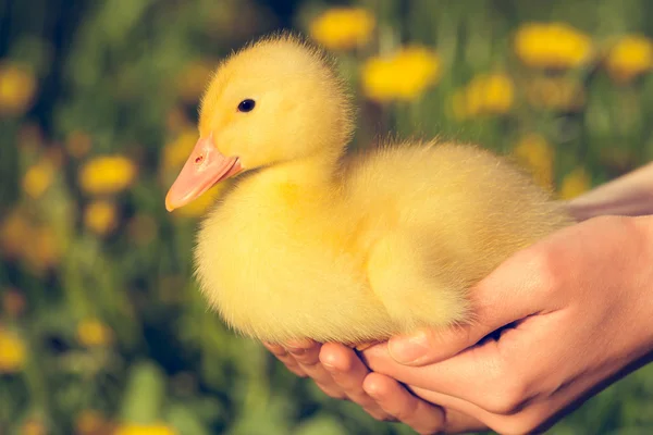 Kleine gele eendje — Stockfoto